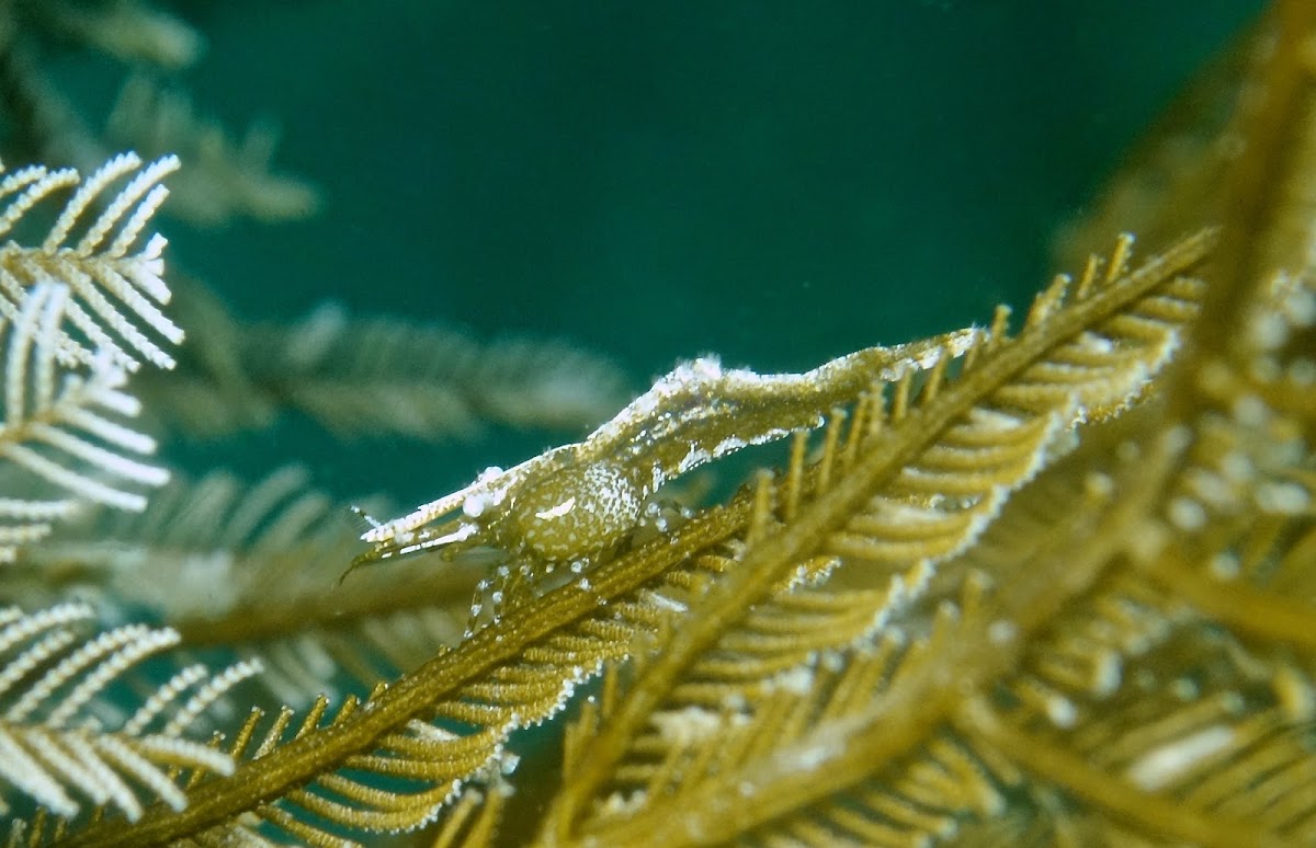 Stinging Hydroid Commensal Shrimp