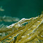 Stinging Hydroid Commensal Shrimp