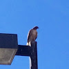 Red-tailed Hawk