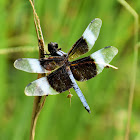 Widow skimmer (male)