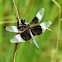 Widow skimmer (male)