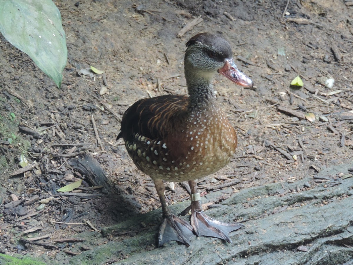 Spotted Whistling Duck