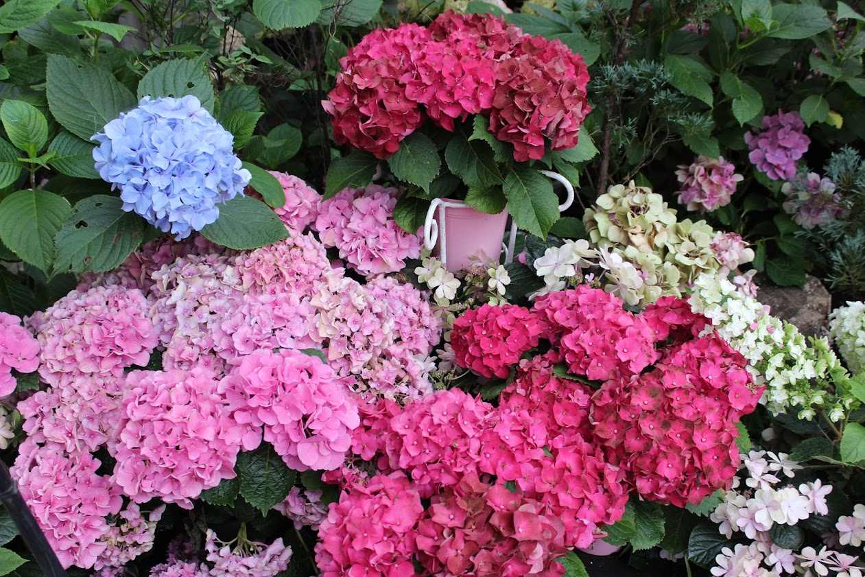 Цветущая июньская Япония: сезон гортензий, ирисов и роз (и вроде как дождей)