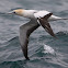 Australasian Gannet