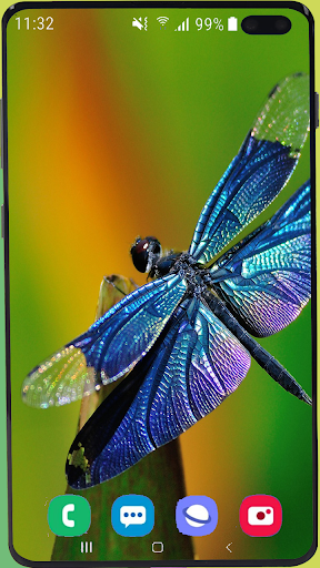 Dragonfly Wallpaper Best HD