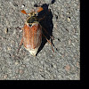 European cockchafer