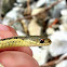 Garter Snake