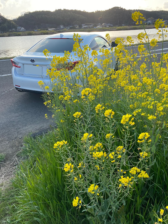 RCのレクサスRC・桜とコラボ・菜の花と愛車・安塚公園に関するカスタム事例の投稿画像2枚目