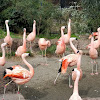 Chilean flamingo