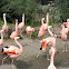 Chilean flamingo