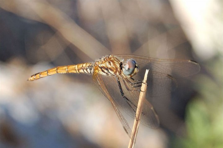 La libellula sul ramoscello di ErMatador