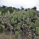 Prickly Pear Cactus (Opuntia sp.)