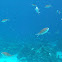 Brown Chromis