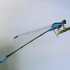 Blue riverdamsel