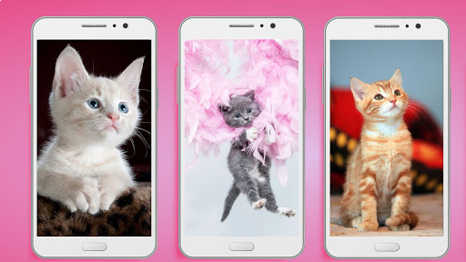 Cute Kitten Wallpaper Apk - Animal Backgrounds App