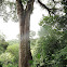 Silk cotton tree - Kapok tree