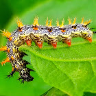 Question mark caterpillar