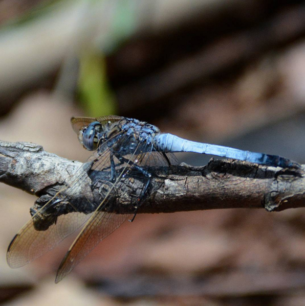 Blue Skimmer Dragonfly