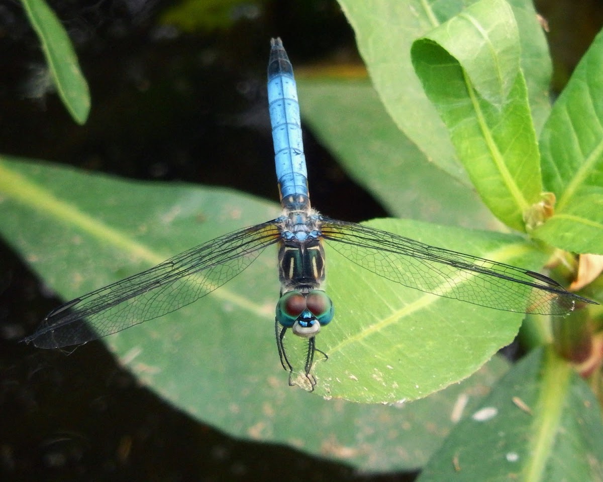 Blue Dasher