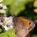 Meadow Brown