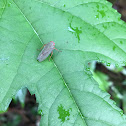 Planthopper