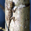 Bark Anole