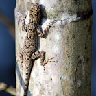 Bark Anole