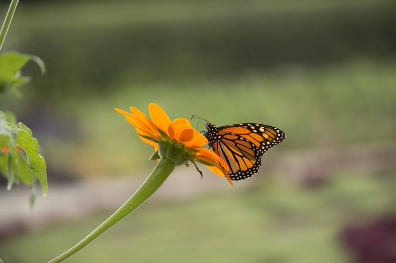 Butterfly kiss the flower di Alessandra Savi