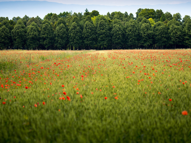 A wall of woods di Luca Biasotto