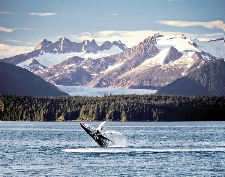 Watch whales breach the waters of Mendenhall Glacier in Alaska during a sailing on American Cruise Lines.