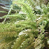 Fern