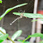 Argiope spider