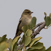 Chaffinch; Pinzón Común