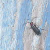 Soldier Beetle