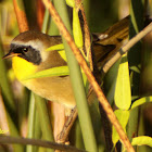 Common Yellowthroat - male