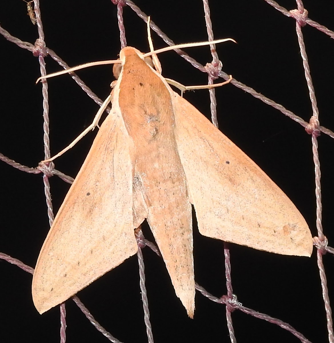 Pale brown Hawk moth