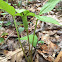 Jack-in-the-pulpit