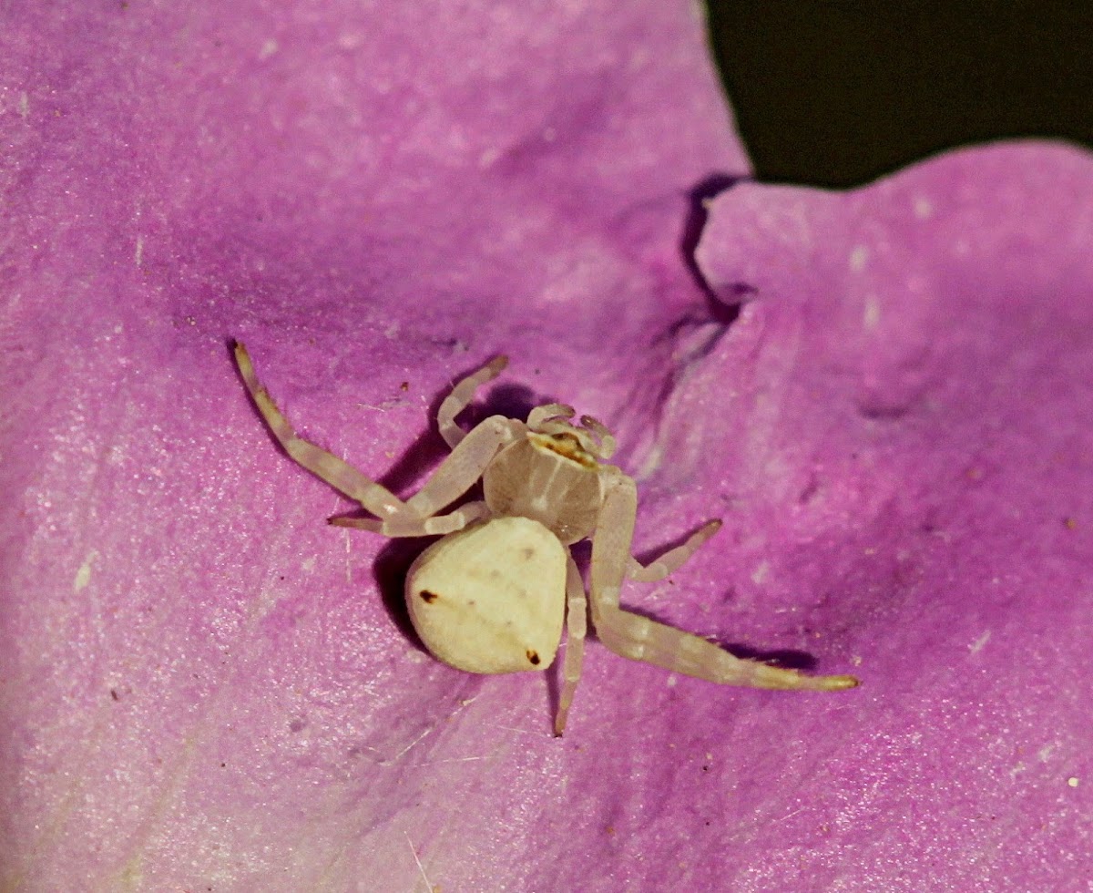 Crab Spider