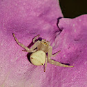 Crab Spider