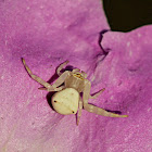 Crab Spider