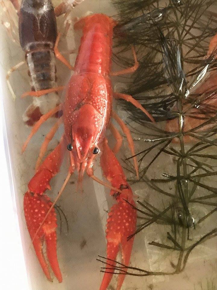 Crayfish