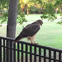 Red-tailed hawk