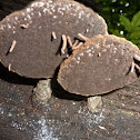 Ganoderma