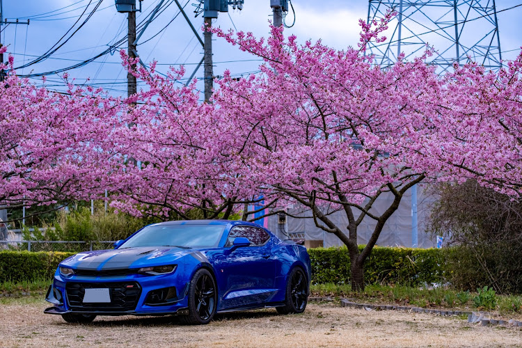 カマロのアメ車・カマロ・花粉まみれ・河津桜とコラボ・桜とコラボに関するカスタム事例の投稿画像4枚目