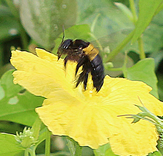 Yellow-banded Carpenter Bee