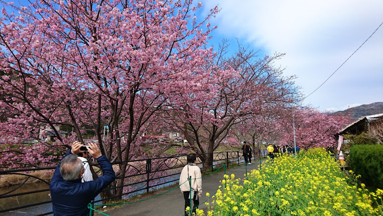 ロードスターの河津桜に関するカスタム事例の投稿画像5枚目