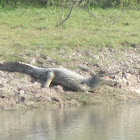 Spectacled caiman