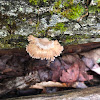 Splitgill Mushroom