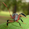 Leaf-footed Bug