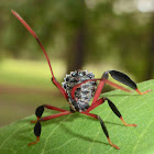 Leaf-footed Bug